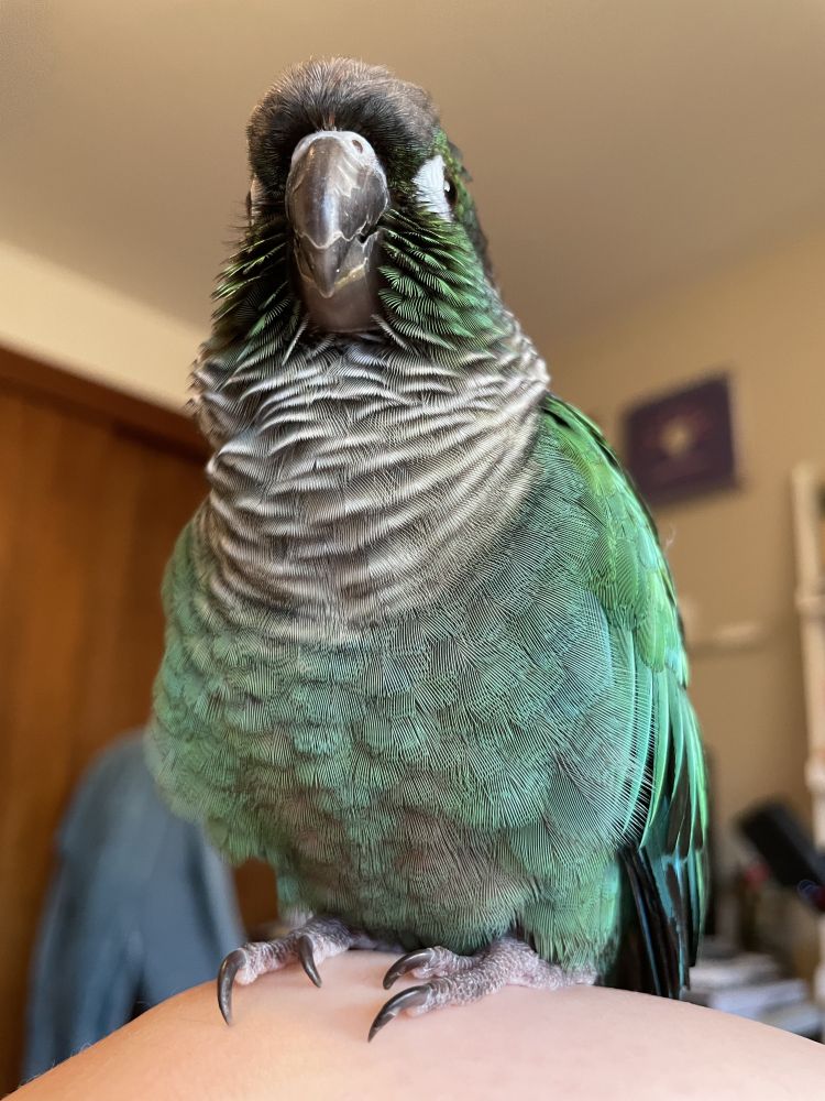 photo of budou the turquoise green cheek conure! he is happy
