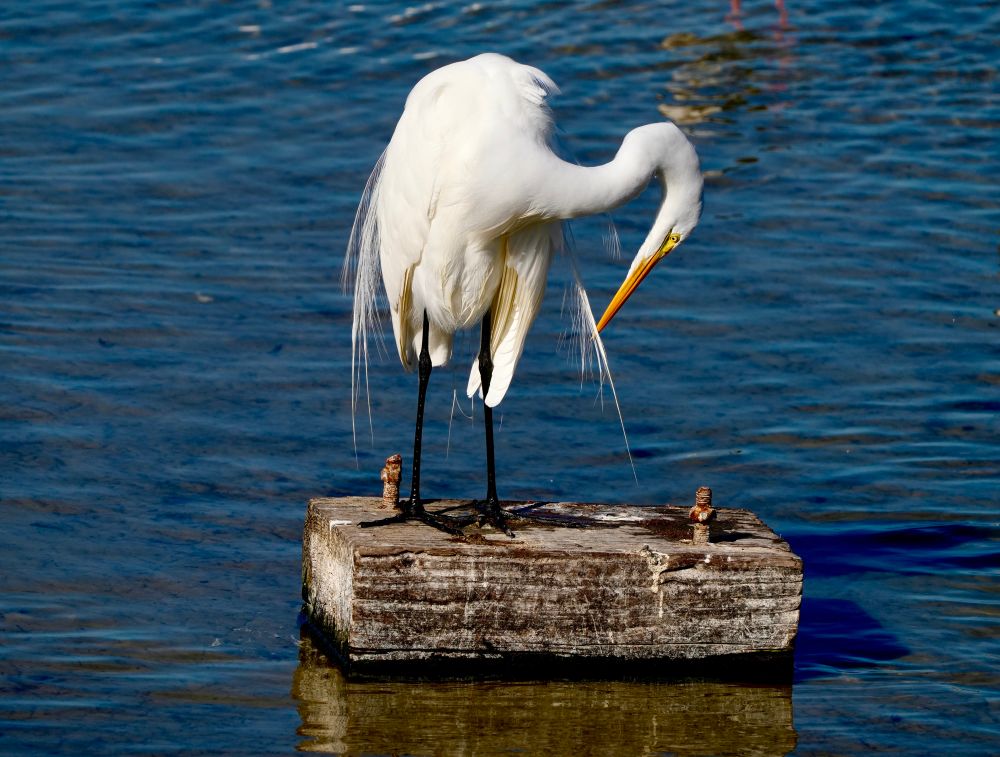 The Great Egret is a large white bird with stark black legs. 