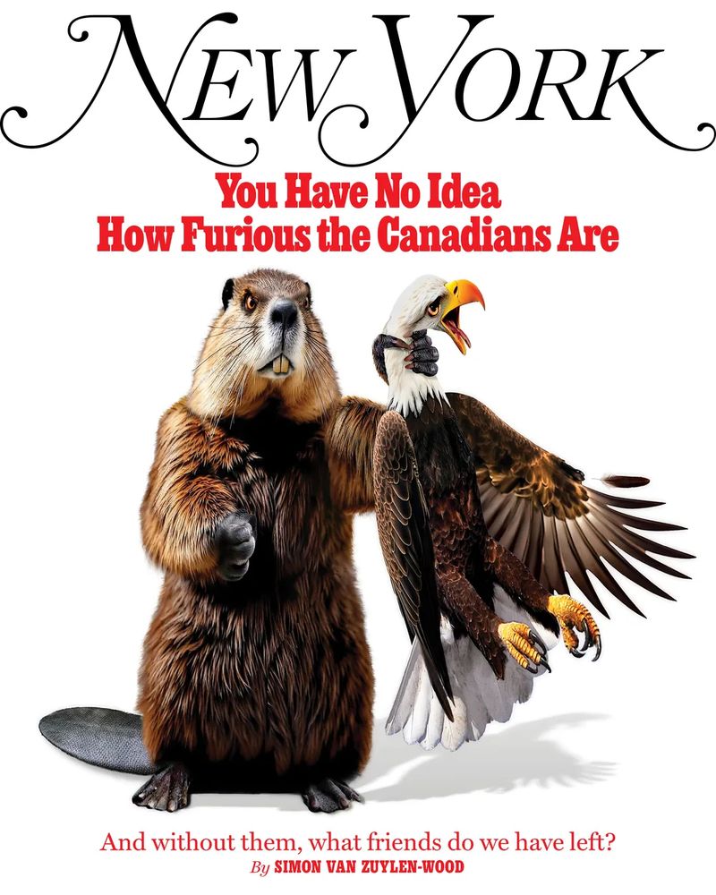 The cover of the current issue of New York magazine, featuring a beaver throttling a bald eagle and the coverline "You Have No Idea How Furious the Canadians Are"