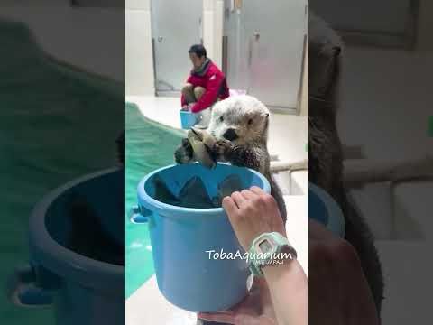 《鳥羽水族館》ラッコのキラちゃんの貝カスタネット🎶 #鳥羽水族館 #ラッコ #ラッコのキラちゃん #tobaaquarium #seaotter #aquarium