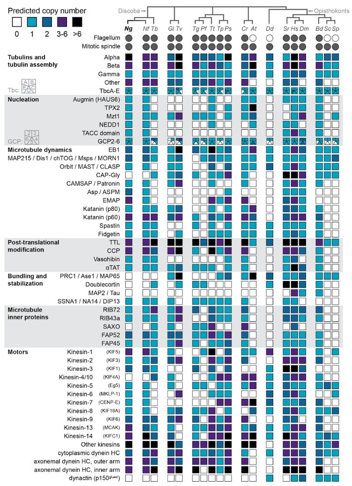 Figure one in our new preprint showing the diversity of microtubule binding proteins in different eukaryotic lineages. There are a lot of these proteins all across the eukaryotic tree!