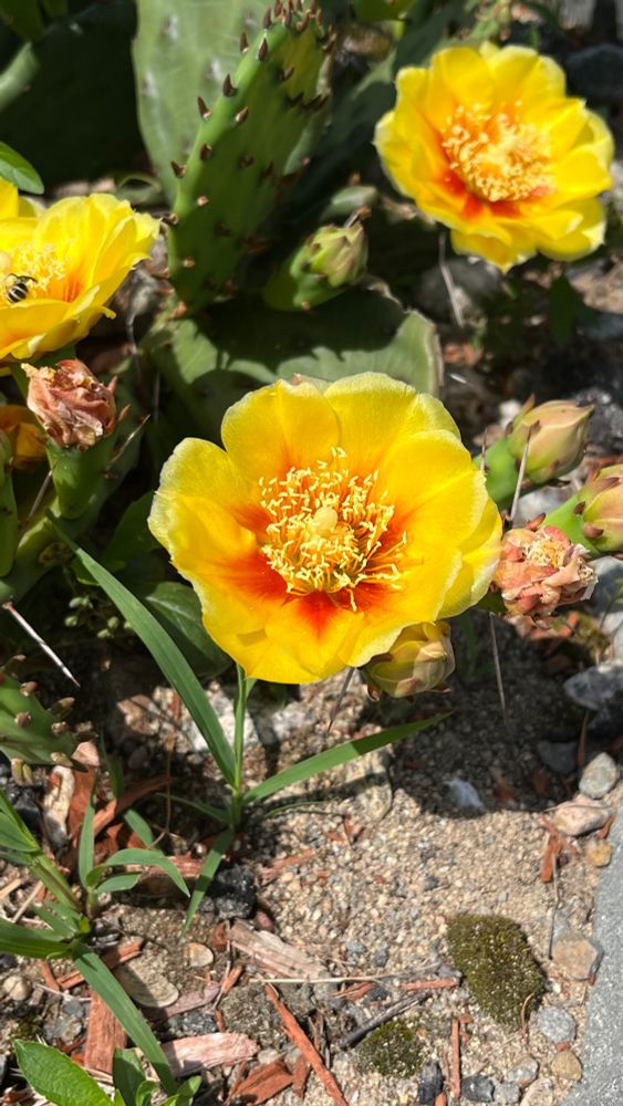 Eastern-prickly pear cactus flowers. The flower is radially symmetrical with red-to-yellow petals. 
