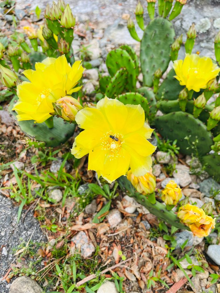 Eastern-prickly pear cactus flowers. The flower is radially symmetrical with red-to-yellow petals. 
