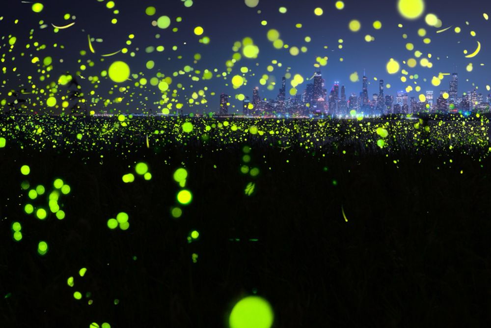 Fireflies dance across a park with the Chicago skyline in the background 