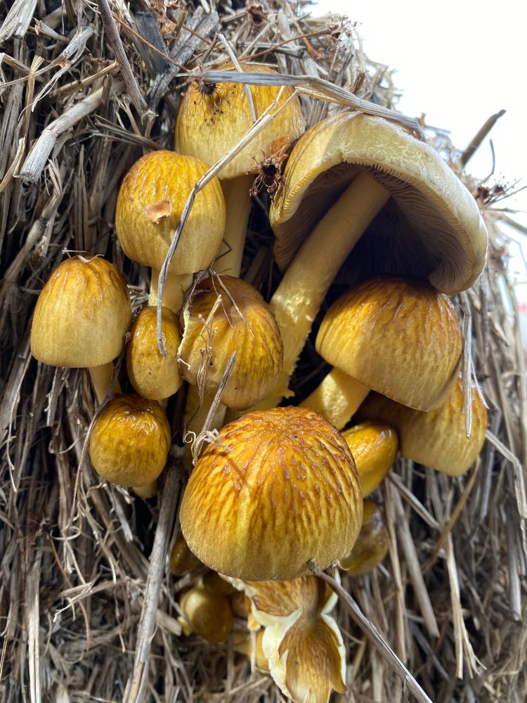 Mushrooms grow out the side of an old hay bale