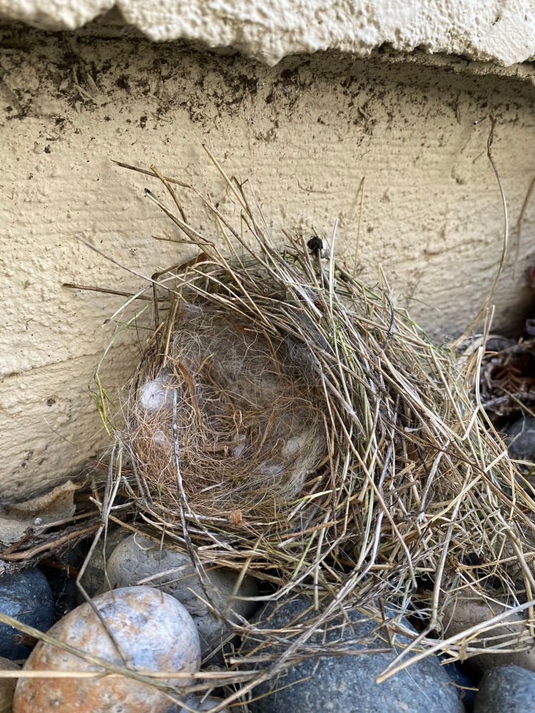 A birds nest has fallen against a wall and on top of some stones. The nest is circular, made of still-greenish and dry grass, with some animal fur lining the inner cup.