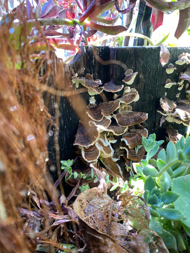 Shelf fungus grows on the inner wall of a wooden barrel that’s been turned into a planter for succulents