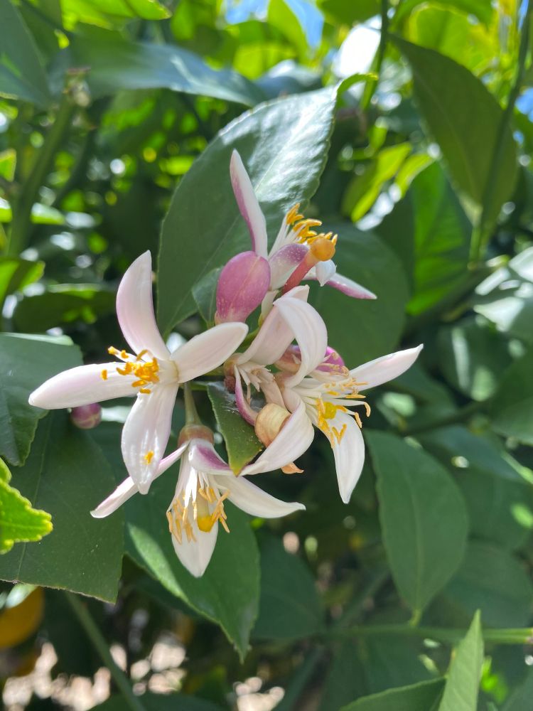 A cluster of white and purple lemon blossoms with yellow stamen; green leaves of the lemon tree are in the background