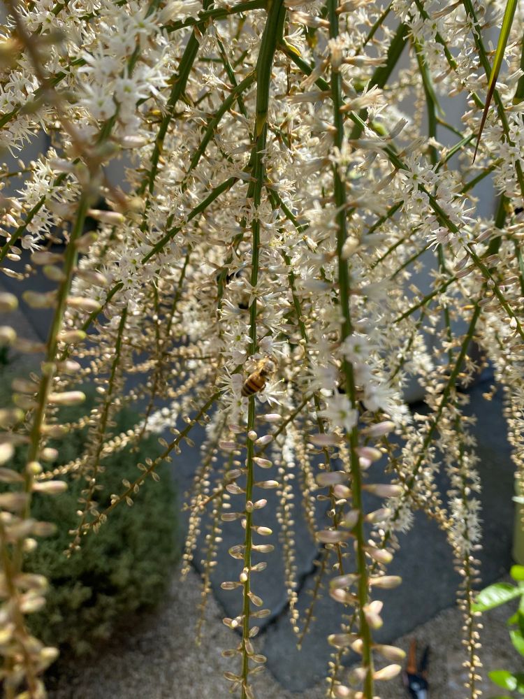 A bee collects pollen and nectar from the white blossoms of a palm