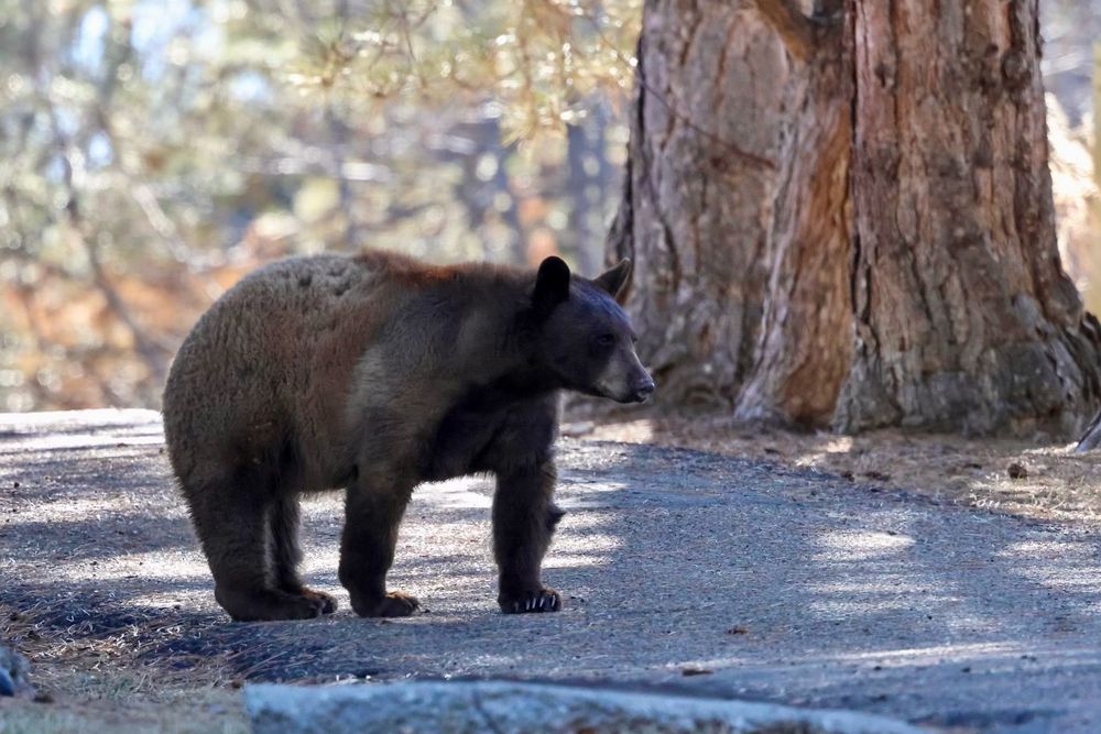 Bear walking though a neighborhood in broad daylight. 