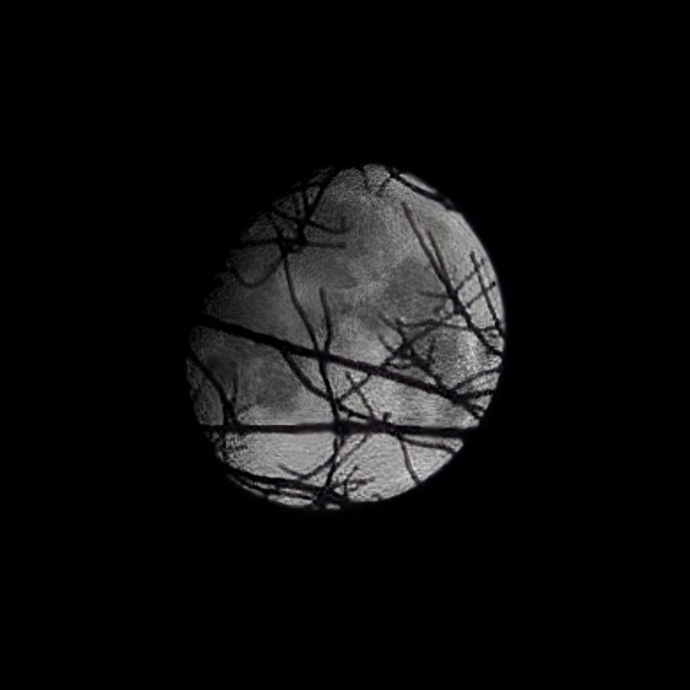 A photo of the moon with tree branches partially obscuring it. 