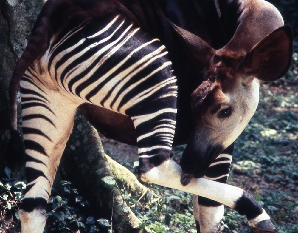 okapi. credit: Okapi Conservation Project
