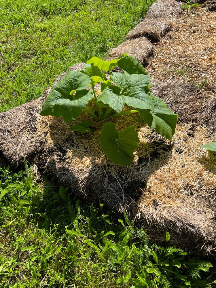 squash plant growing in composting straw bales
