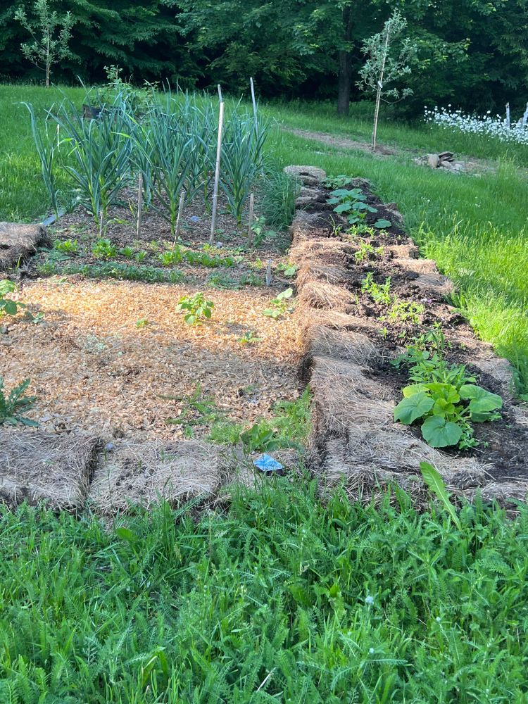 row of straw bales with squash, bean and tomato plants growing in them. bed to the left is a thick layer of the rotted out bales from the previous year, beautiful black soil with garlic growing and chicken shavings spread on top.