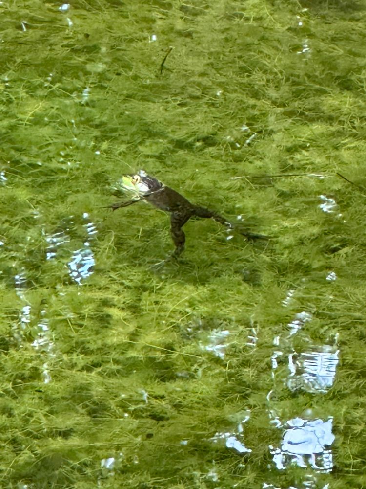 Relaxed green frog suspended in pond with his head above the water, dappled shade. Under the water are bright green feathery native aquatic plants and a lot of tadpoles.