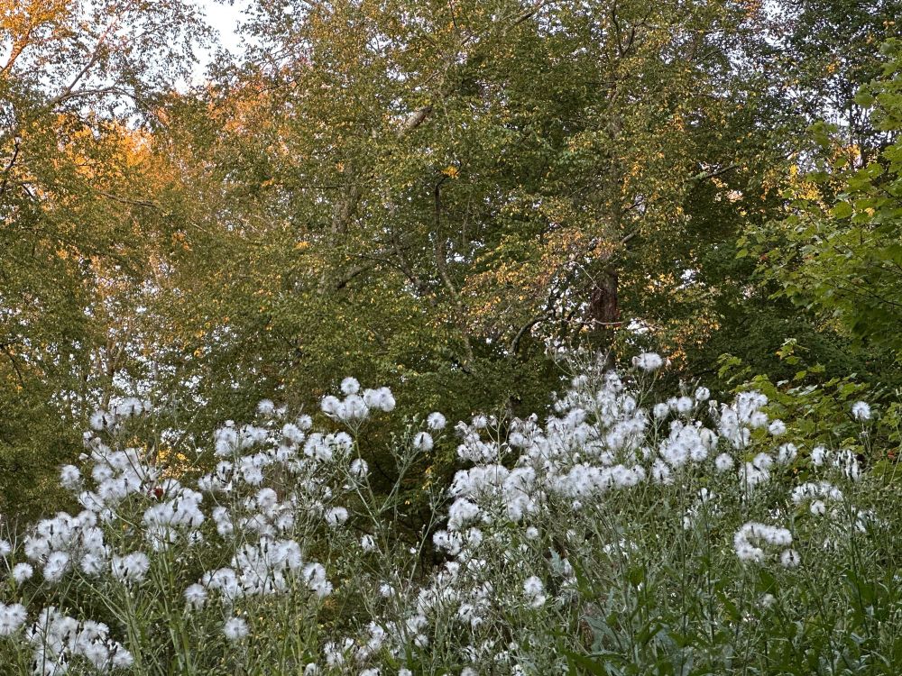 Poufy white flowers with a backdrop of trees with changing leaves.