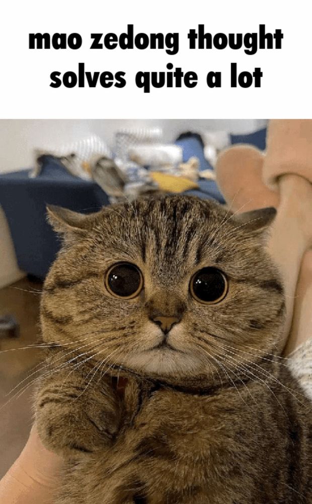 picture of a cute cat with large eyes with the caption "mao zedong thought solves quite a lot"