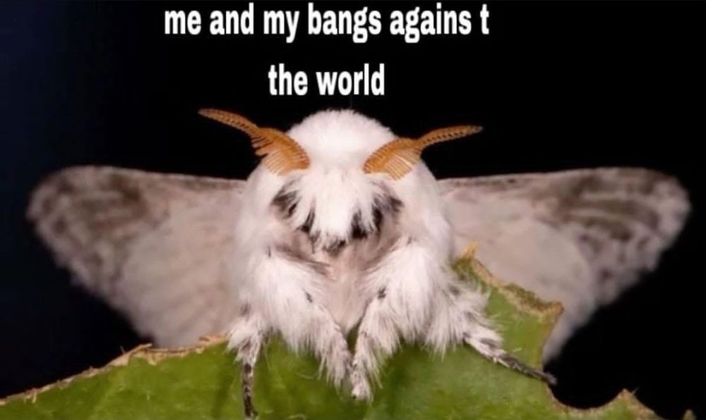 a fuzzy white moth with hair in front of its eyes captioned "me and my bangs agains t the world"