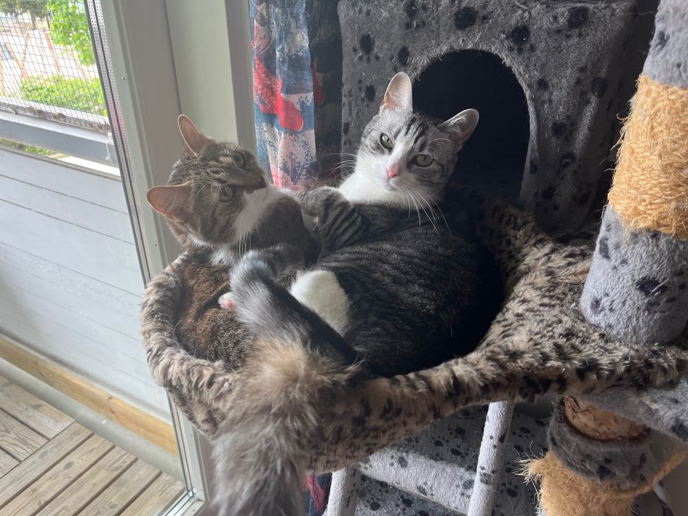 two cats laying down on a furry basket that is attached to a cat tree. On the left side there's a brown striped cat, and on the right side there's a gray striped cat. the cats are looking at the camera. 