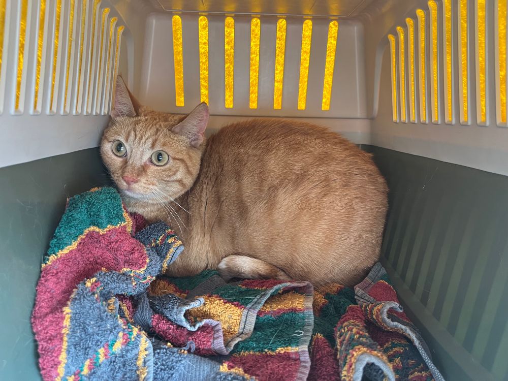 orange cat on a carrier box, laying down on a towel