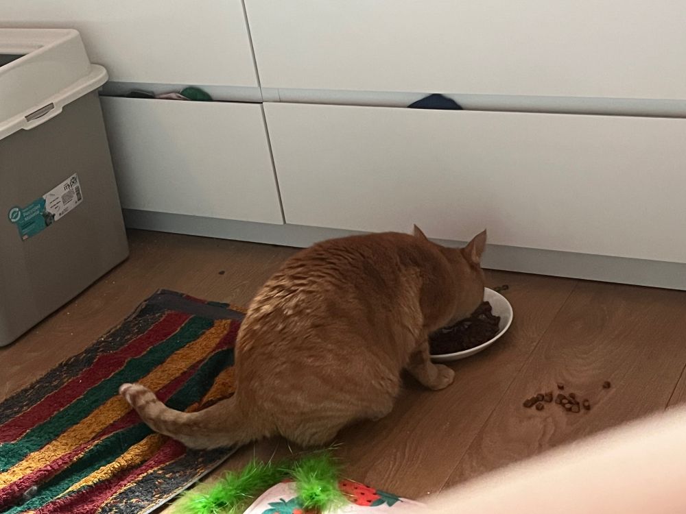 orange cat seen from behind, eating kibbles from a plate. 