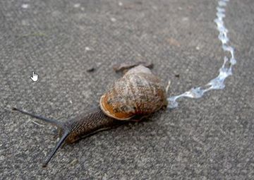 Stephen Miller-like, unevolved gastropod leaving a trail of putrescence