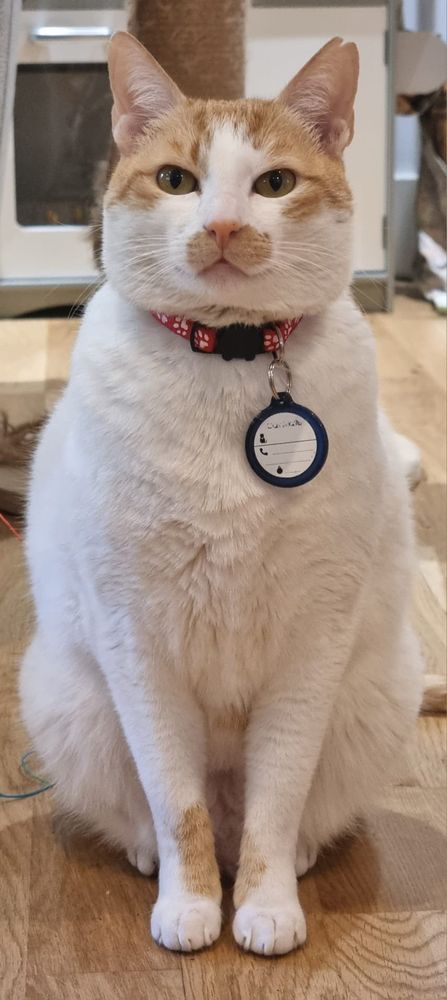 Cat sitting, looking smart and serious 