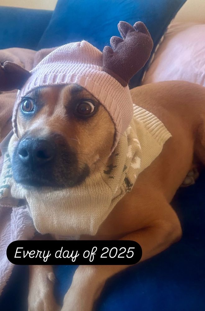 A dog in a cute moose hat with an uncomfortable look on his face and the caption “every day of 2025”