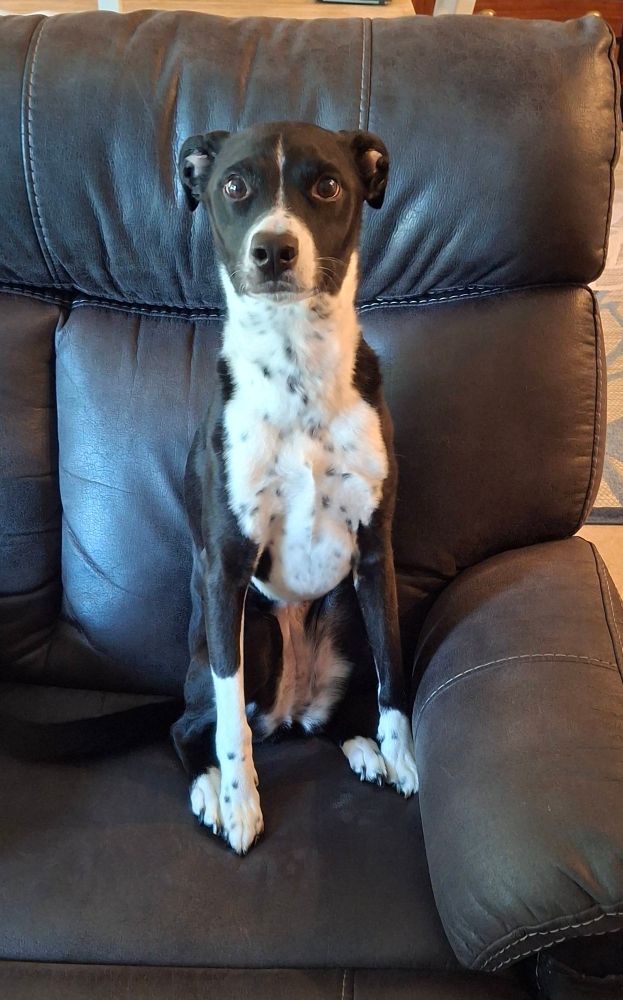 Black and white dog sitting in a recliner