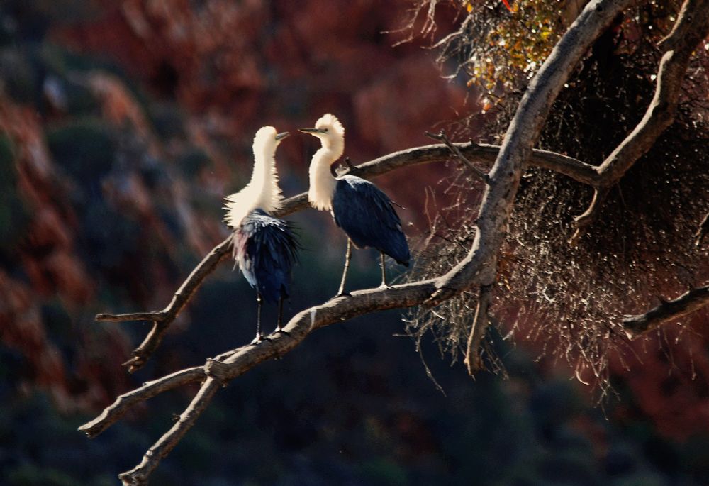Whitenecked Heron  near Alice Spings, Australia roosting above the waters of Ormiston Gorge in the central Australian desert