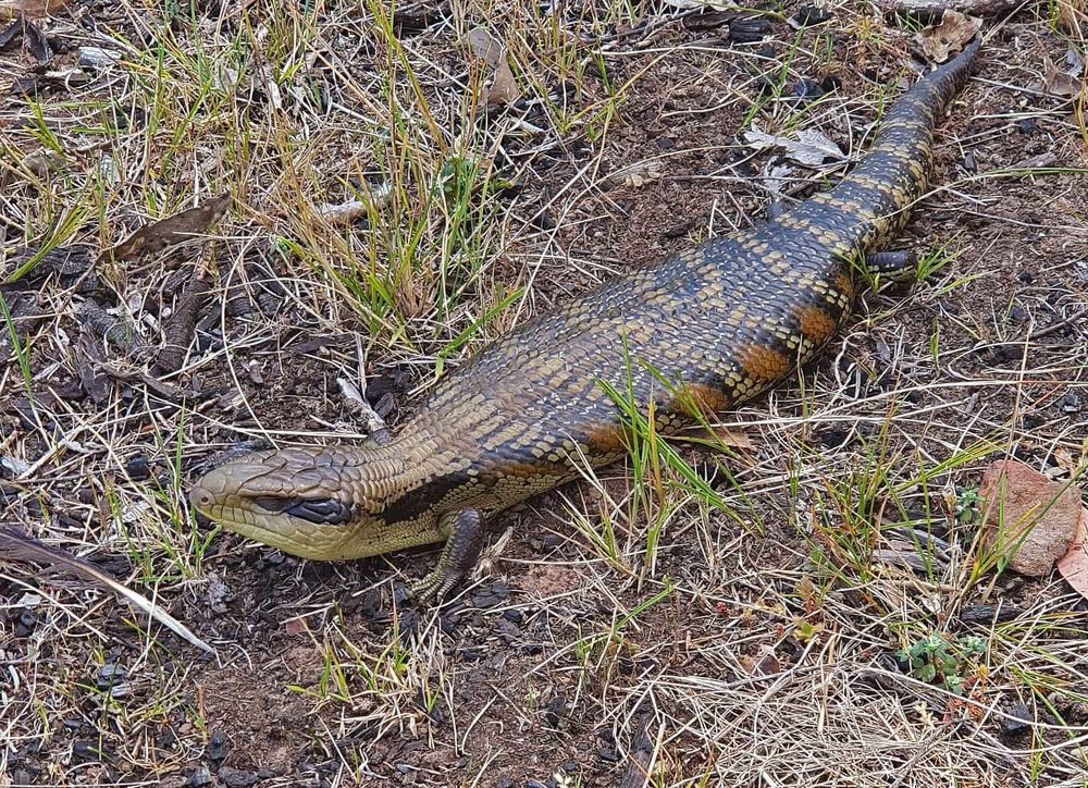 Blue Tongue lizard. A large skink from Australia
