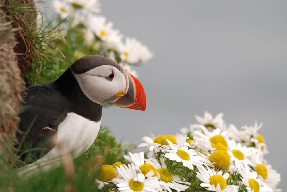 puffin among daisies in Iceland