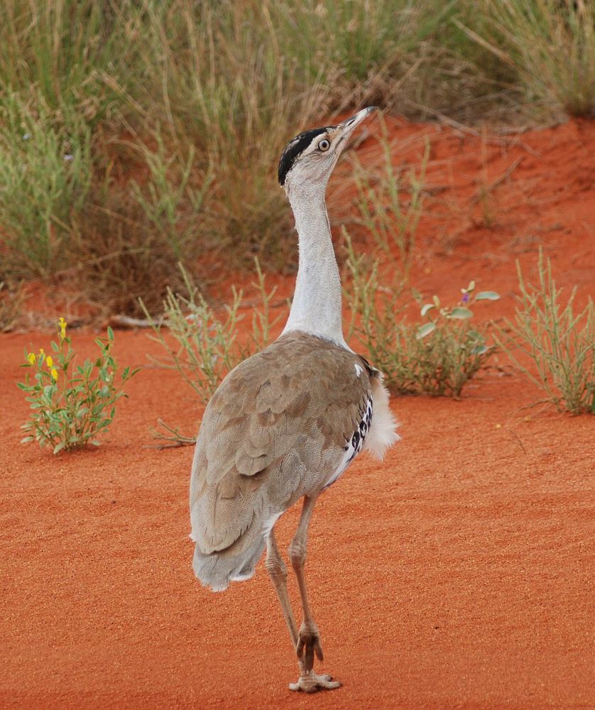 Australian Bustard