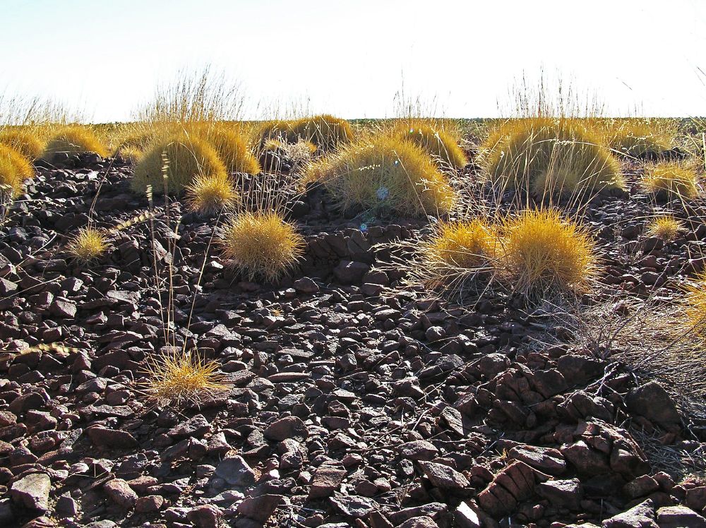 Spinifex grass and rocks Central Australia