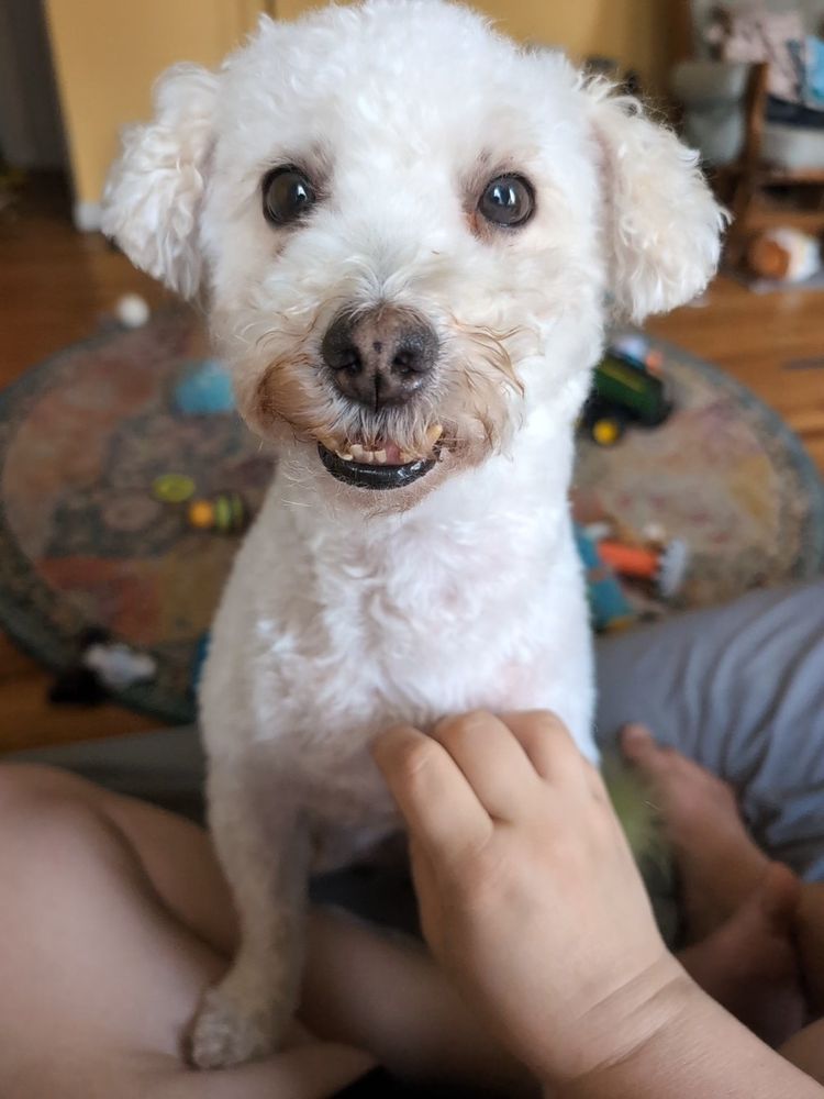 White fluffy dog with an underbite getting pets on his chest. He's making eye contact with the camera 