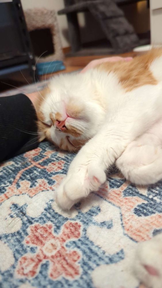 White and orange cat on a carpet getting pet