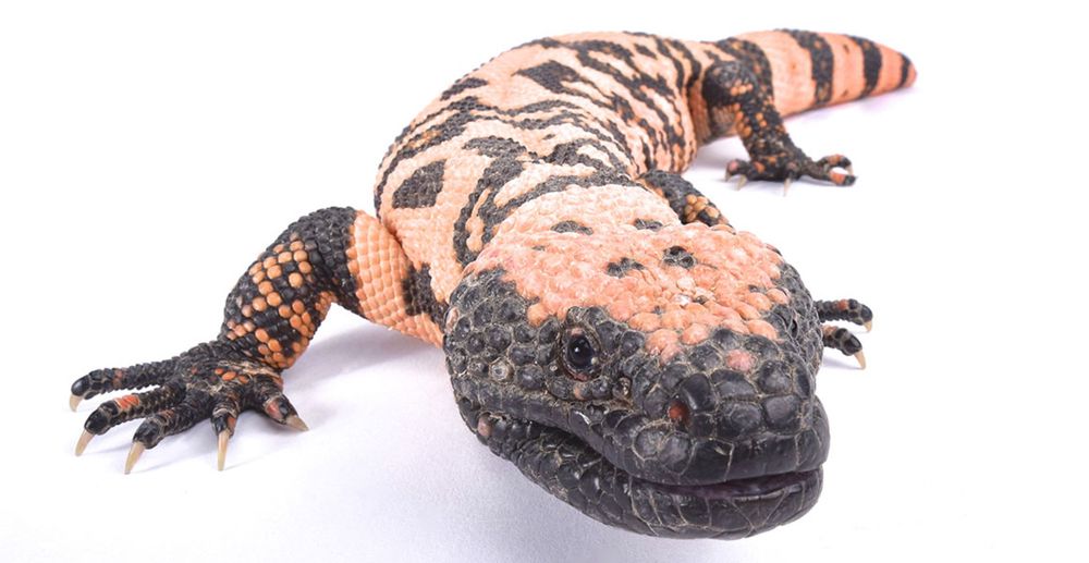 Gila monster: meet the reptile whose bite is saving lives