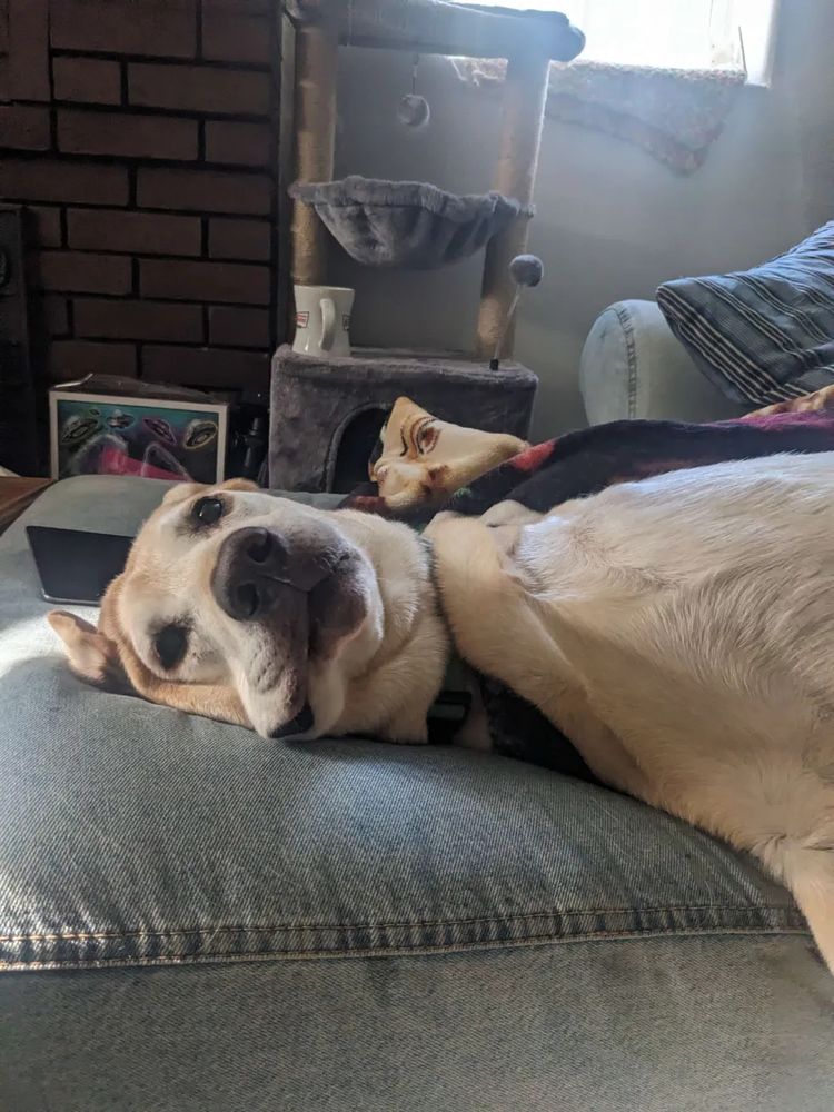 old dog with droopy skin looks like he's melting