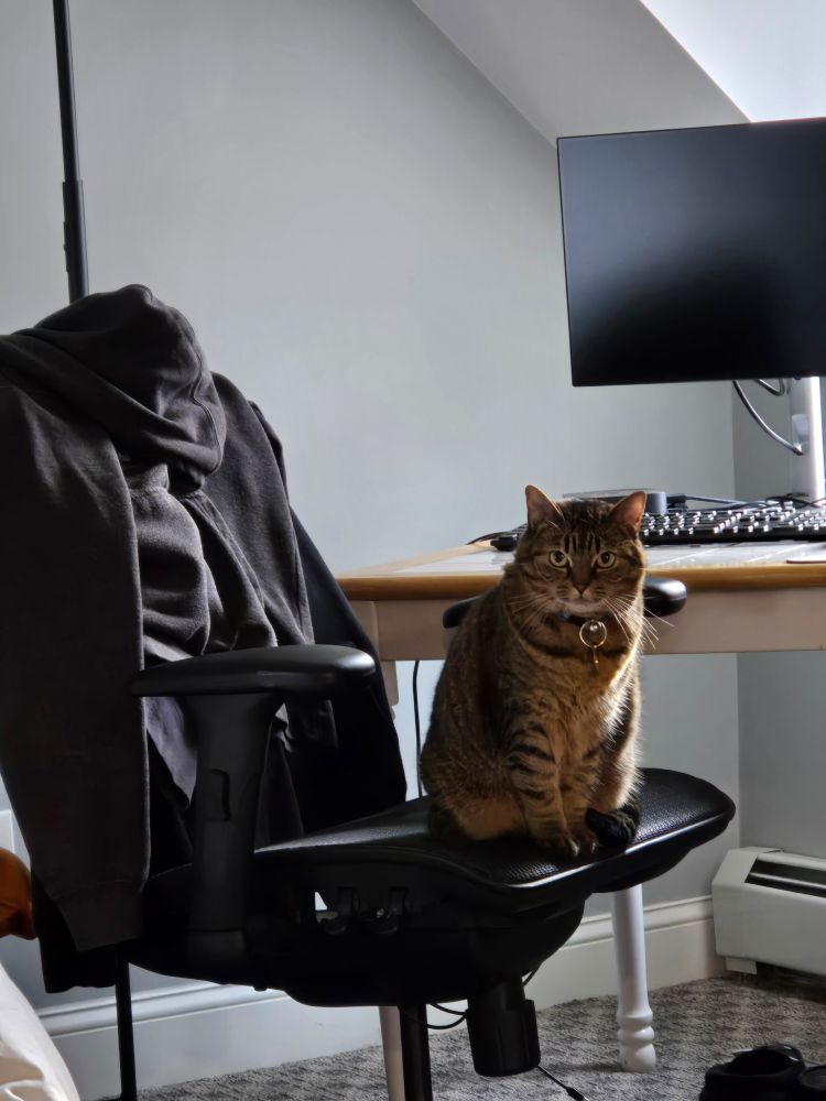 Tabby cat sitting in sn office chair in front of a table, staring directly into your soul. 