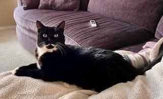Tuxedo cat with a white moustache sitting on a purple couch