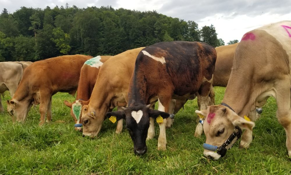 Herd of calves grazing on a pasture. One black calf has a white heart-shaped spot on the head.