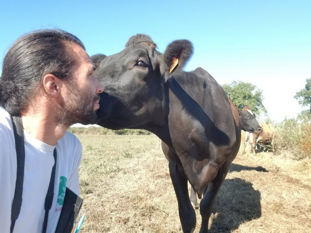 A curious cow smelling my face