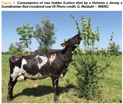 Picture of a cow browsing a tree, in France. Picture credit: Geoffrey Mesbahi, INRAE.
Legend: Consumption of tree fodder (Lutèce elm) by a Holstein x Jersey x Scandinavian Red crossbred cow