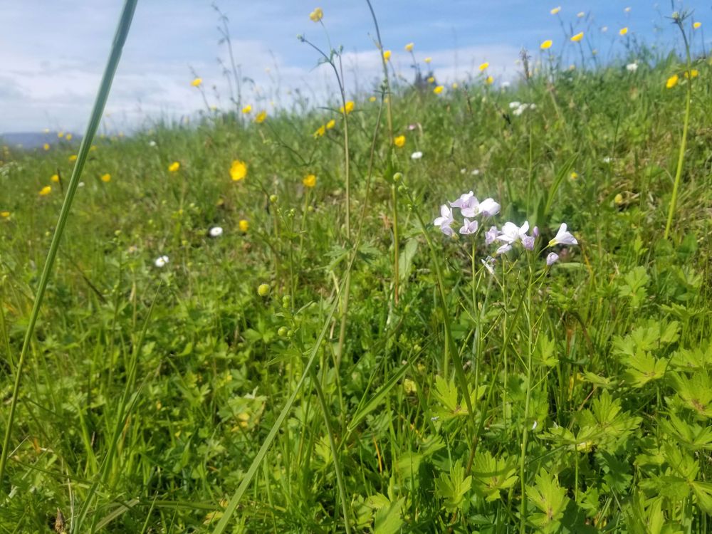 A grassland with flowers of Cardamine pratensis and Ranunculus