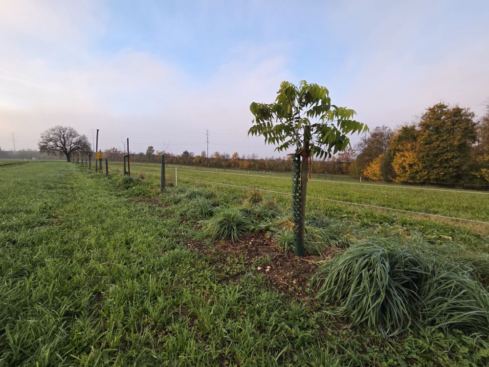 The agroforestry demonstration plot (DemoPlot) at FiBL, Frick, Switzerland. We can see a strip of young trees, designed to include an old walnut tree. 
Chilly sunny morning, October 2025.