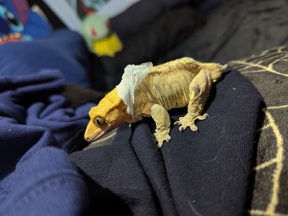 Photo of a crested gecko on a pile of clothes and blankets. She is mid-shed and appears to be wearing her shed as a hoodie.
