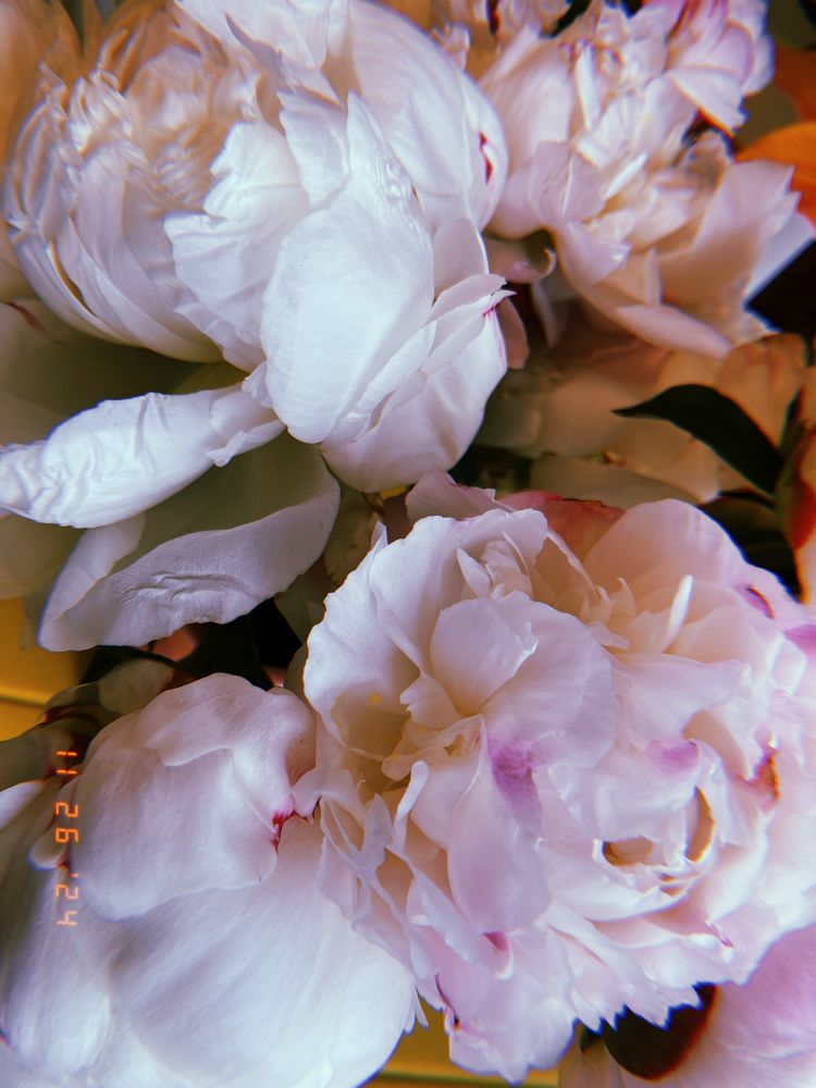 close up of white and pink peonies