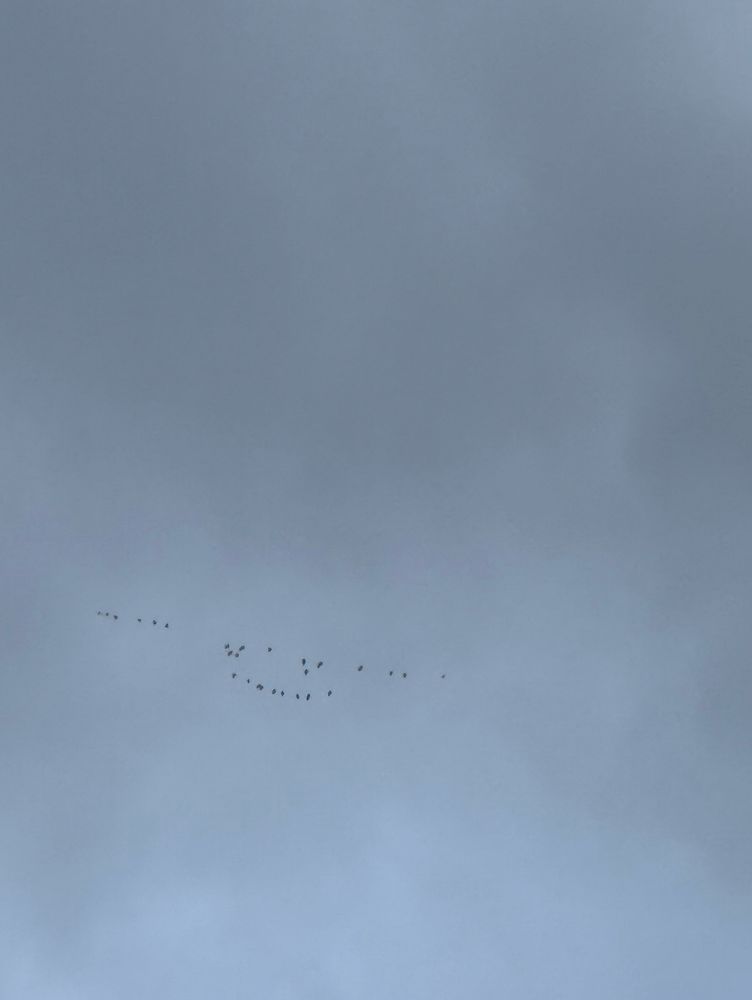 Zugvögel vor grauem Himmel.