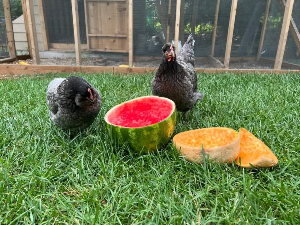 Two chickens enjoying some watermelon and cantaloupe treat.