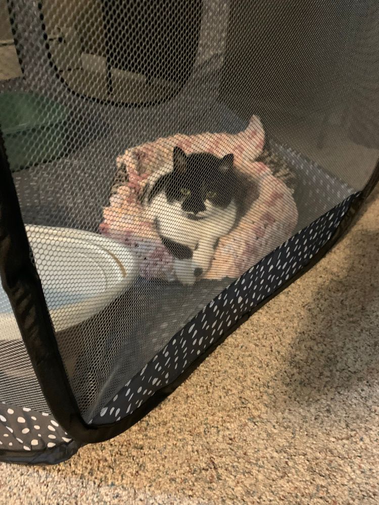 Flower is a black and white cat. She is inside a playpen on her cat bed.